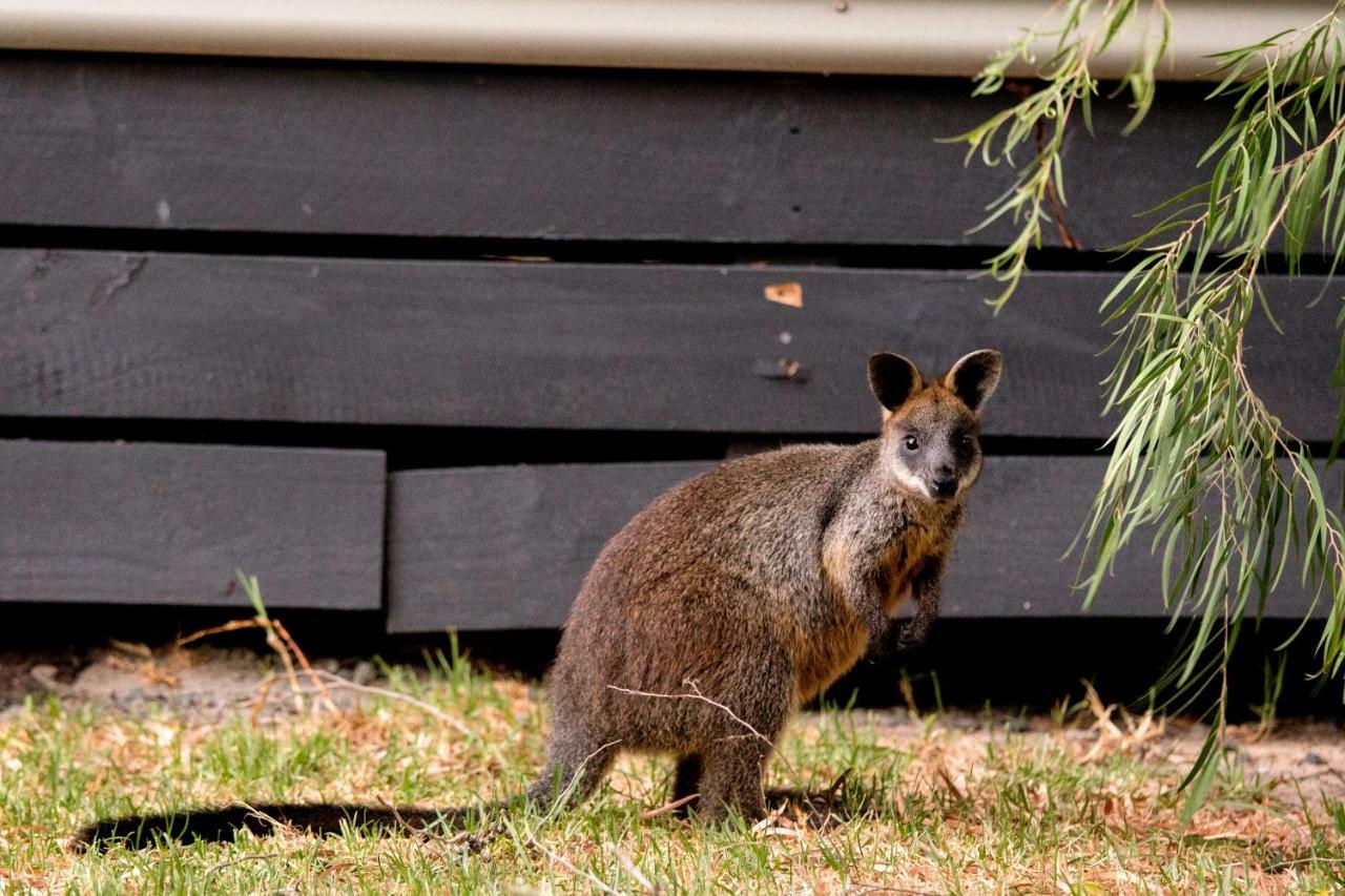 BIG4 Phillip Island Caravan Park Newhaven Buitenkant foto
